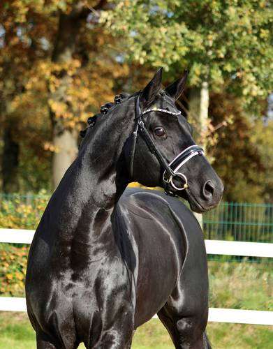 Destano Stallion